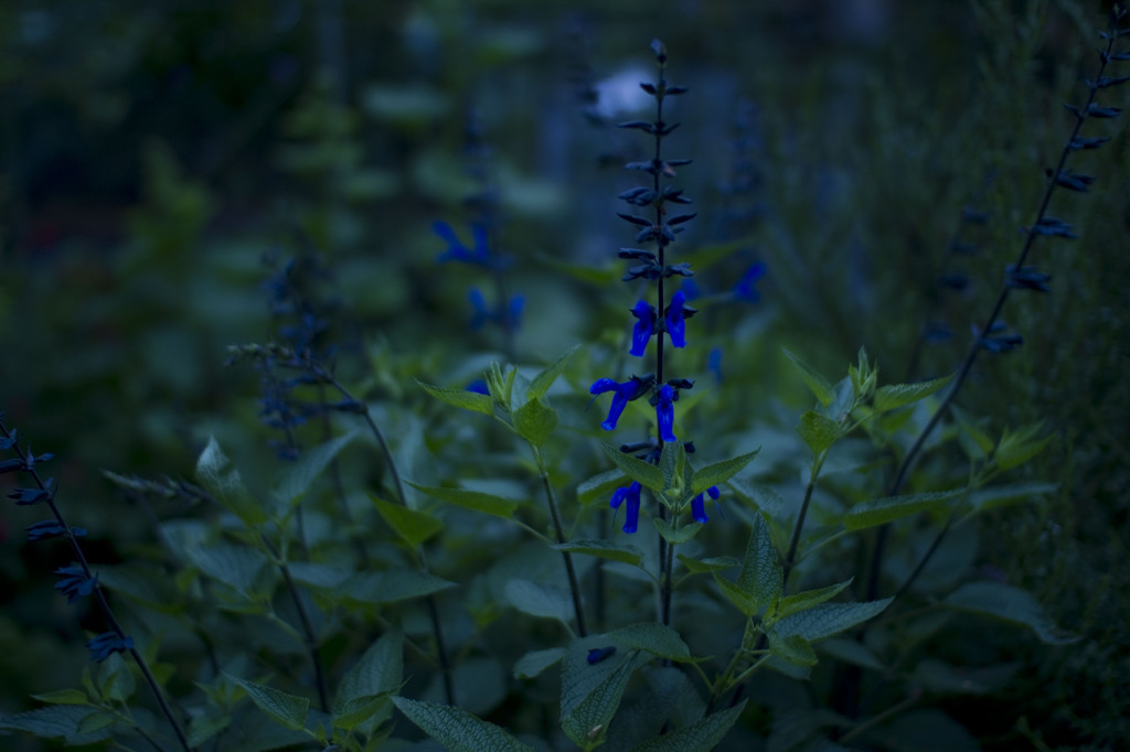 群花