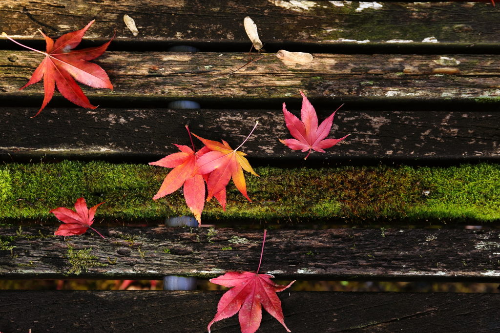 紅葉並べ