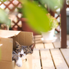 おひる猫