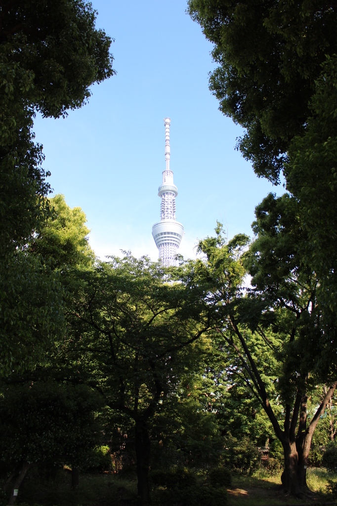 木の間から
