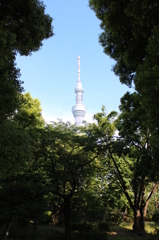 木の間から