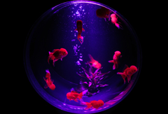 金魚窓