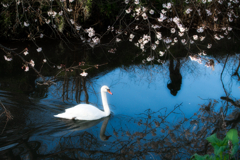 お花見SWANとカメラマン