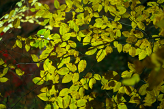 DSC01336