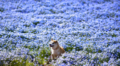ネモフィラBlueⅢ