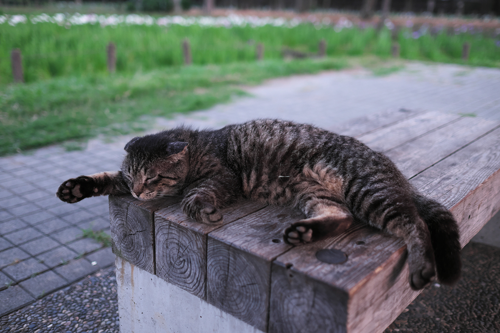 ふにゃ～
