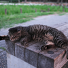 ふにゃ～