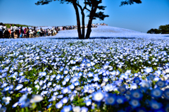 ネモフィラBlue