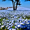 ネモフィラBlue