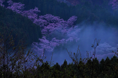 煙る桜の