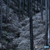 雪のごとく