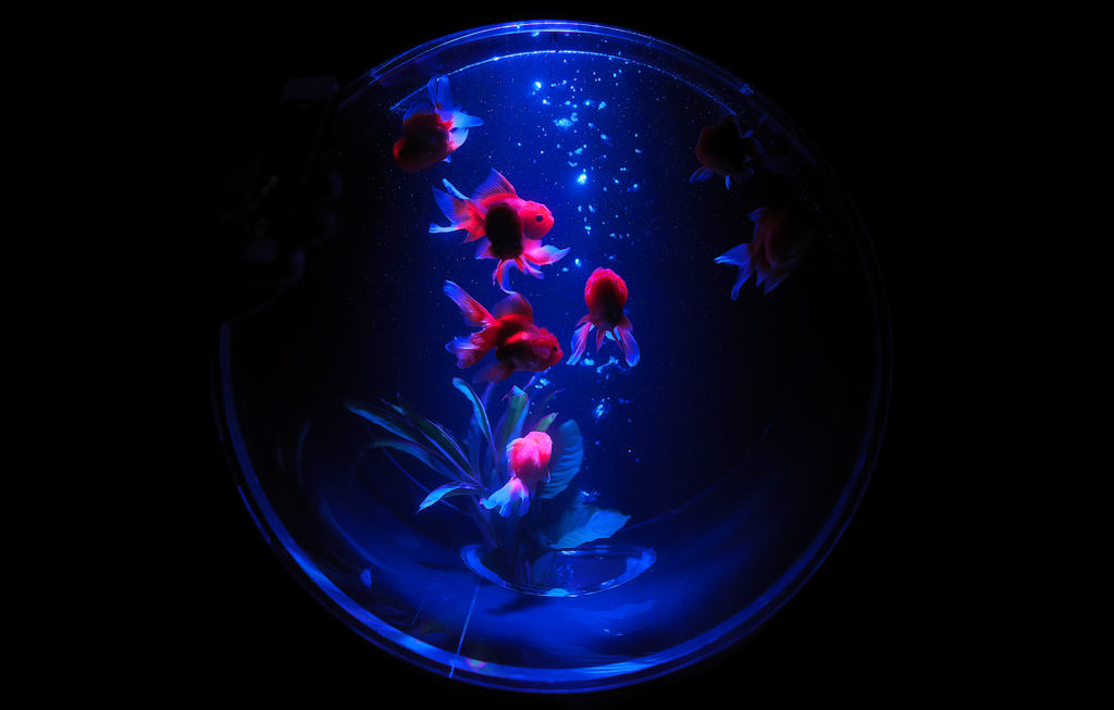 蒼の浮遊