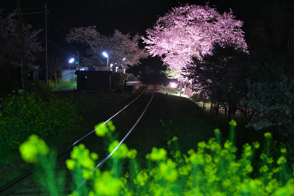 夜桜駅菜の花添え