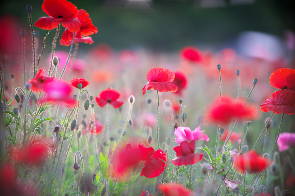 魅惑の花園2