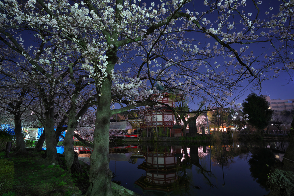 水辺夜桜Ⅱ