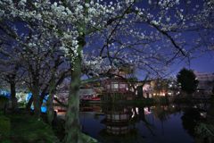 水辺夜桜Ⅱ