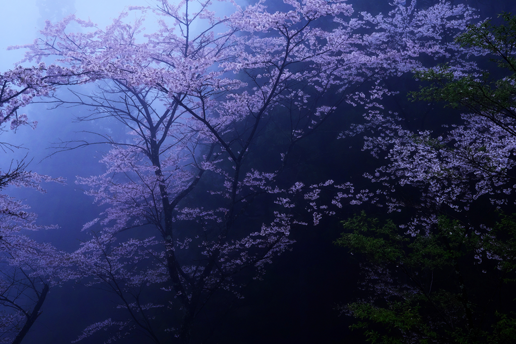 蒼き幻想