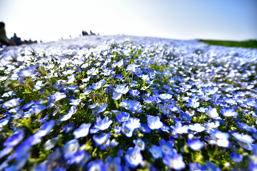 ネモフィラBlueⅡ