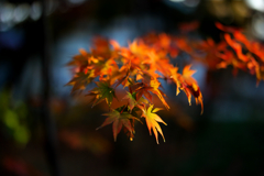 照秋