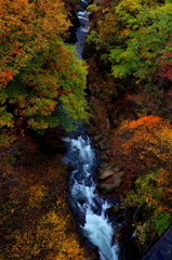 濃厚な紅葉Ⅱ