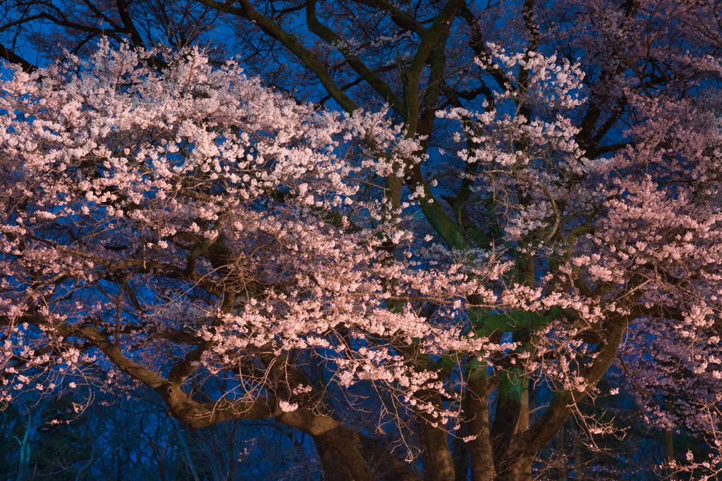 春の夜に咲き誇るⅡ