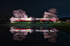 夜桜列車