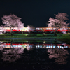 夜桜列車