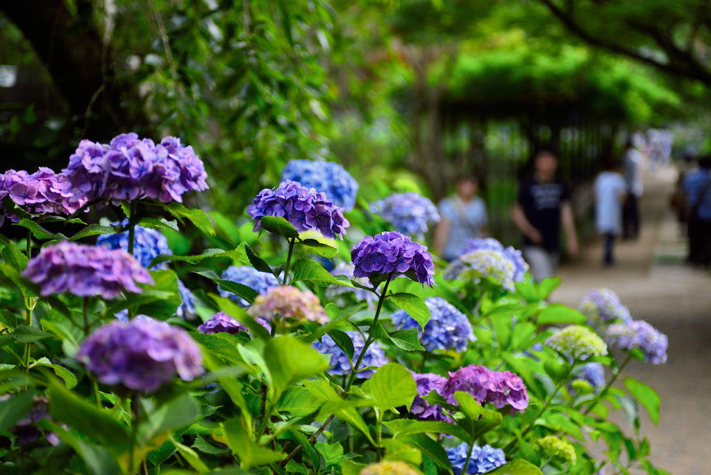 DSC_7934.jpg2