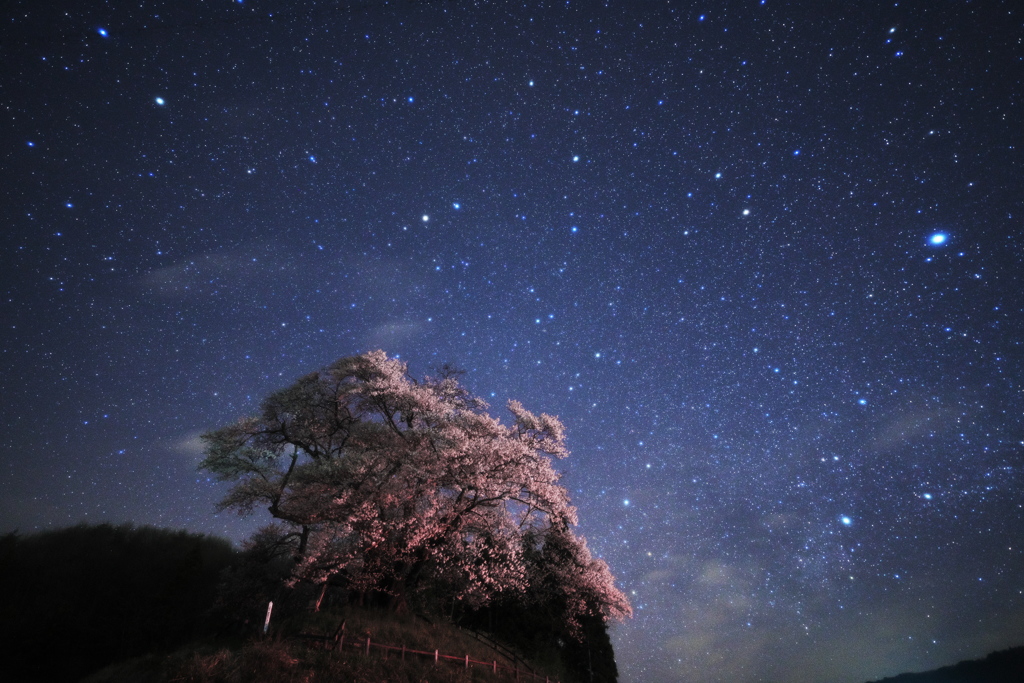 星降る夜桜