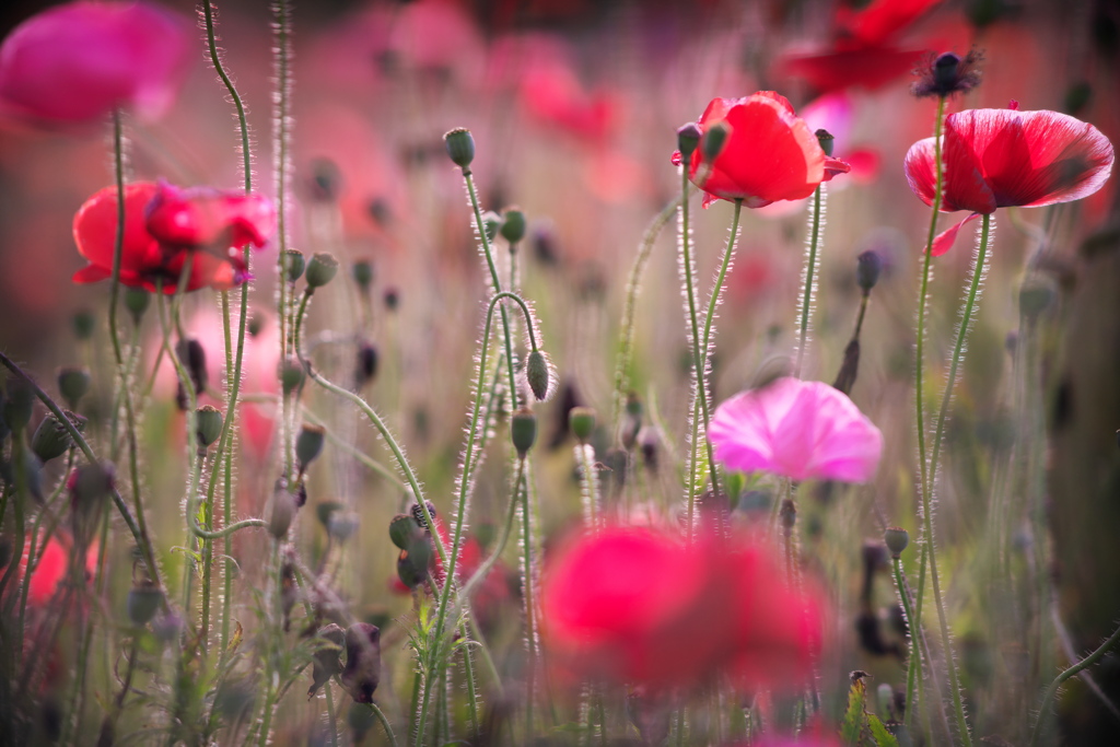 魅惑の花園