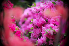 ★DSC00524