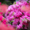 ★DSC00524