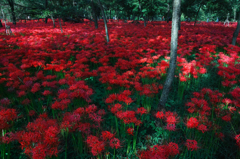 2013巾着田