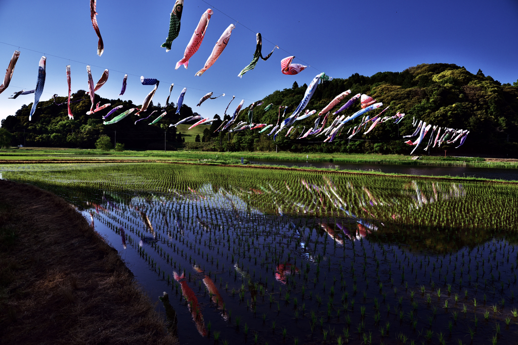 空と田に泳ぐ