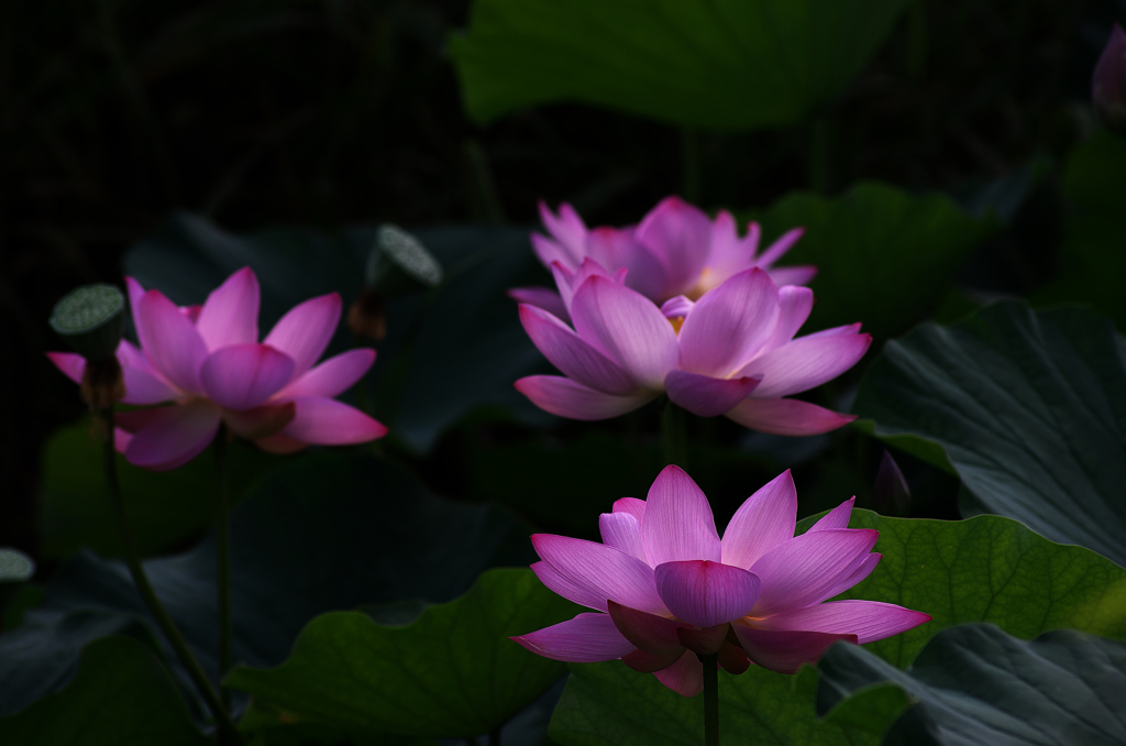 薄紅の灯