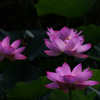 薄紅の灯