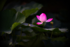 薄紅の輝き