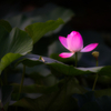 薄紅の輝き