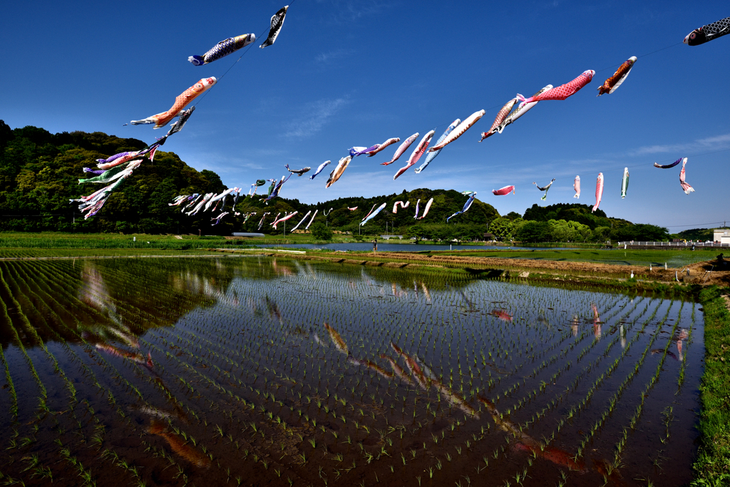 空と田に泳ぐⅡ