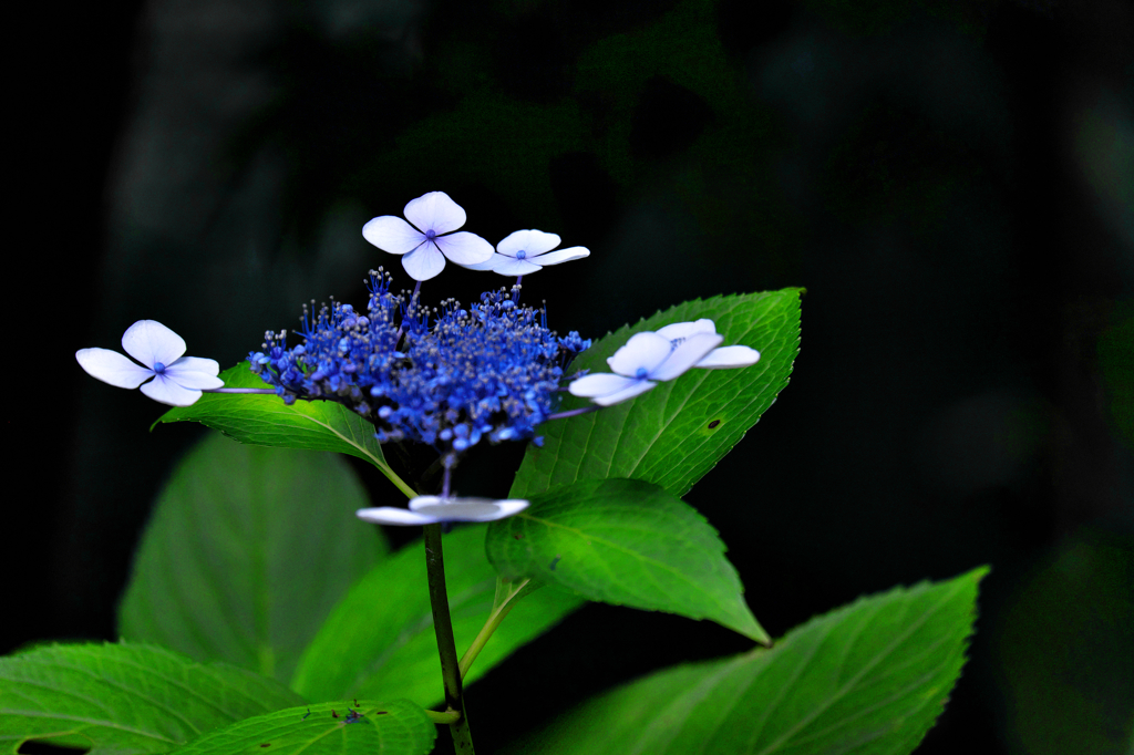 額紫陽花