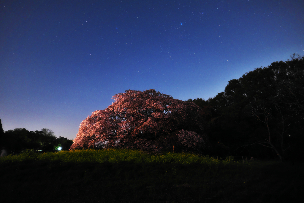 桜ドームⅡ