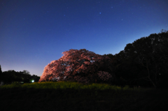 桜ドームⅡ