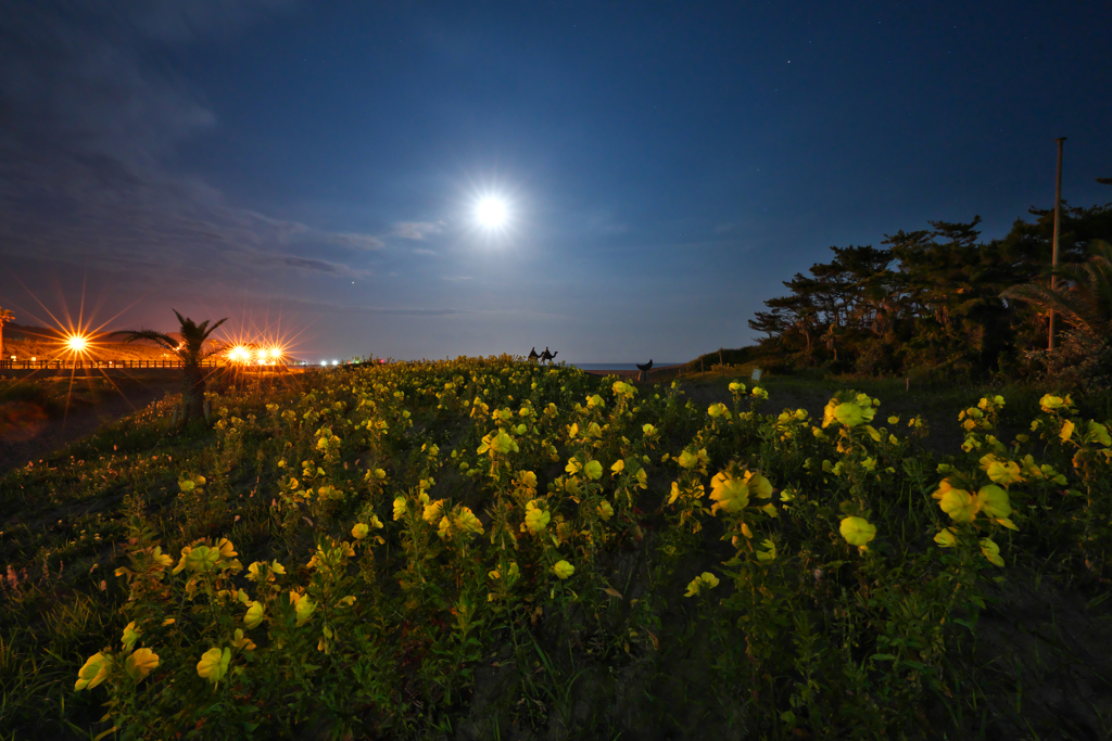 月夜に咲く