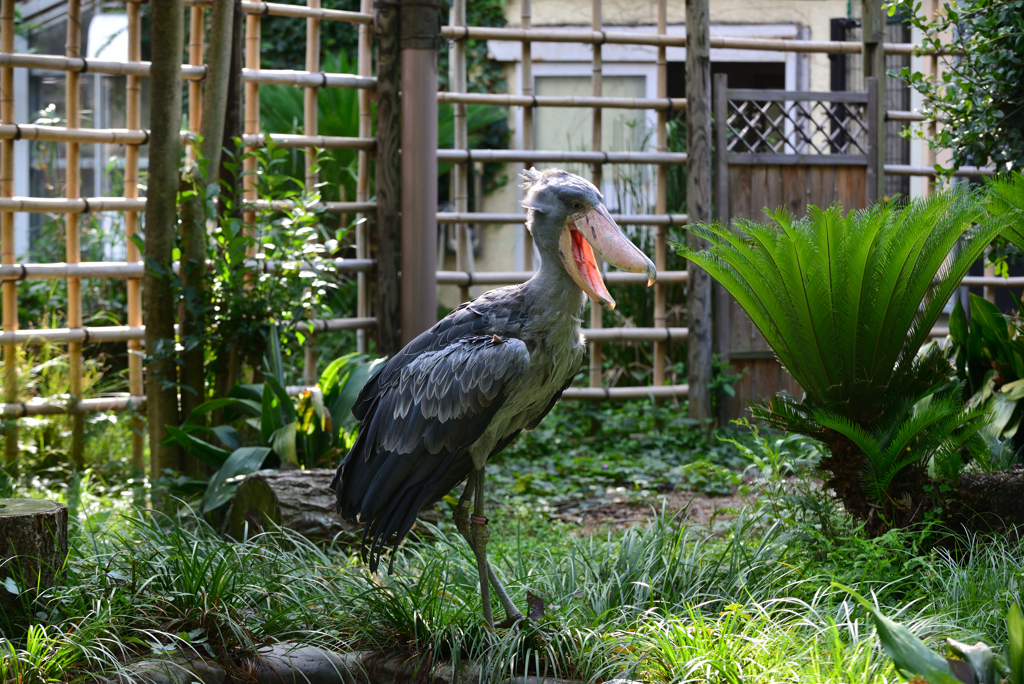DSC_8374-2