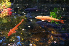 DSC01700