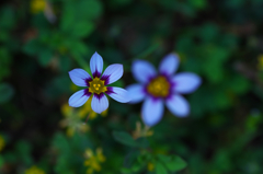 DSCF5055