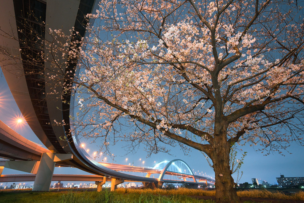 夜桜ジャンクション