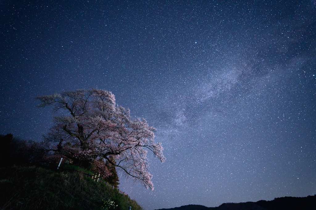 星空に咲く