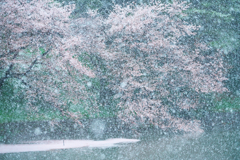 吹雪桜
