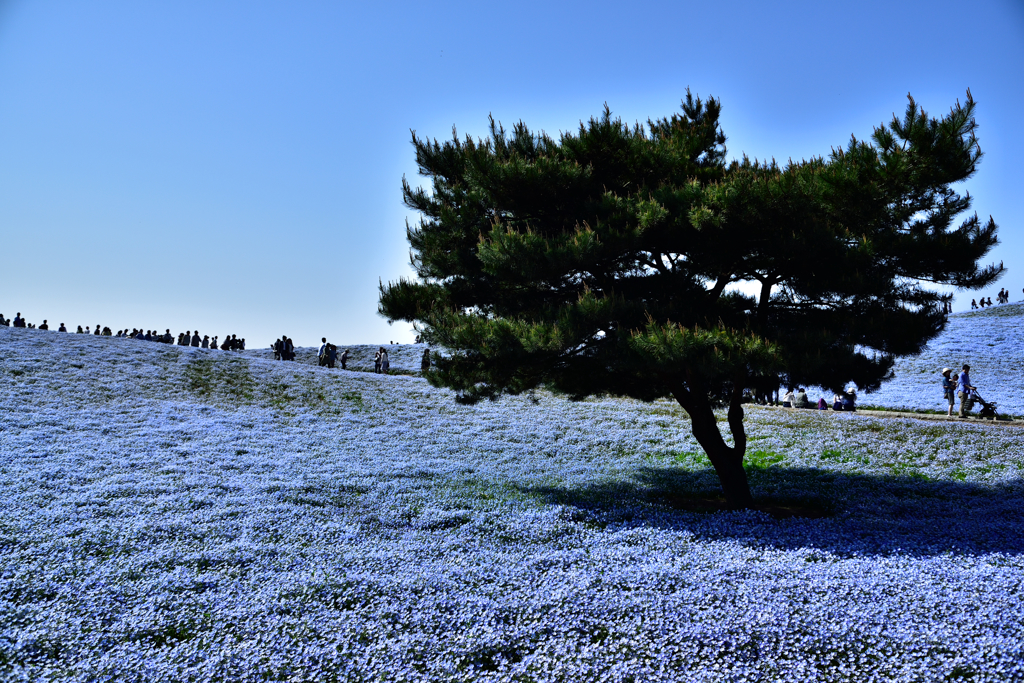 ネモフィラスカイBlue